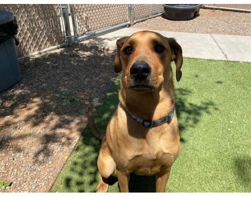 Phoenix, AZ - Rhodesian Ridgeback. Meet WILLOW a Pet for Adoption ...