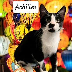 Thumbnail photo of Achilles #karate-guy #2