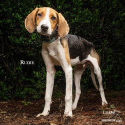 Photo of Rudie