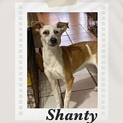 Thumbnail photo of Shanty #2