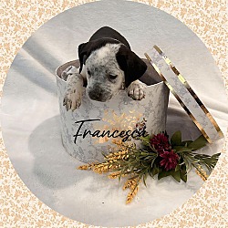 Thumbnail photo of Friendly FRANCESCA #1