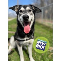 adopt-pet