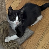 adopt a pet