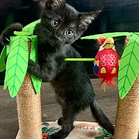 adopt a pet