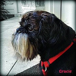 Thumbnail photo of GRACIE - Adopted #2