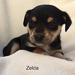 Thumbnail photo of Zelda #2