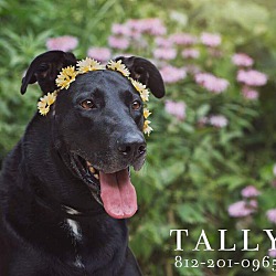 Photo of Tally