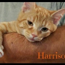 Photo of Harrison