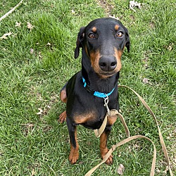 Bluegrass Doberman Rescue in Louisville, Kentucky