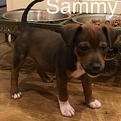 Thumbnail photo of Sammy #2