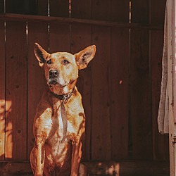 Photo of Oscar