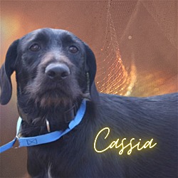 Photo of Cassia