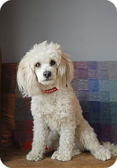 cocker spaniel and mini poodle mix