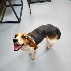 Photo of Charli (beagle)