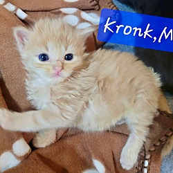 Photo of Kronk