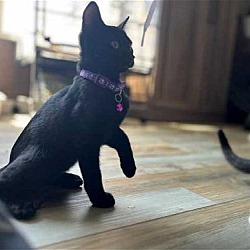 Thumbnail photo of KITTEN MISSY #3