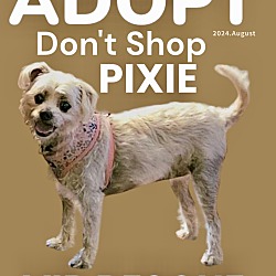 Thumbnail photo of Pixie #2