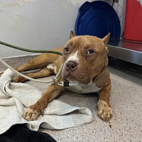 adopt a pet
