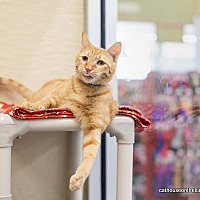 adopt a pet