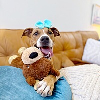 adopt a pet