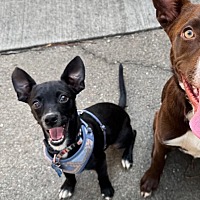 adopt a pet
