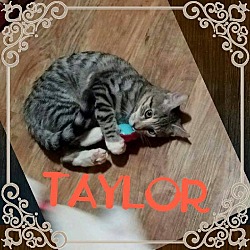 Thumbnail photo of Taylor #2