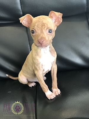 Agoura Hills, CA - Chihuahua. Meet Chip a Pet for Adoption 