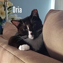 Thumbnail photo of Oria.Oz #1