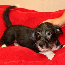 Thumbnail photo of Abel~adopted! #3
