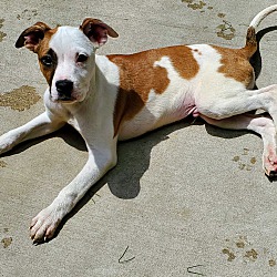Thumbnail photo of Sprite (ADOPTED!) #2