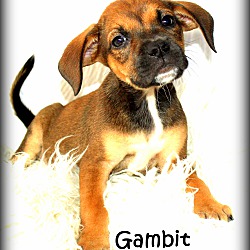 Thumbnail photo of Gambit~meet me! #1