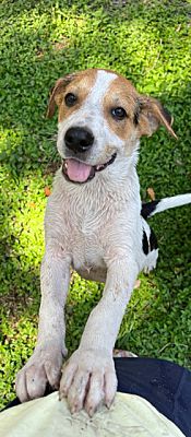 Citra, FL - Beagle/Redbone Coonhound. Meet Cali a Pet for Adoption ...