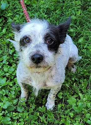 Brewster, NY - Terrier (Unknown Type, Small)/Boston Terrier. Meet ...