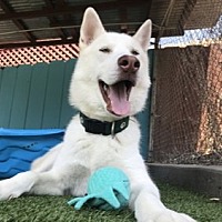 adopt a pet