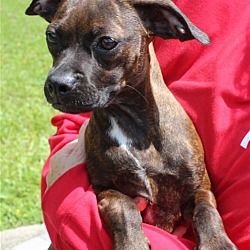 Photo of Gemma 37362