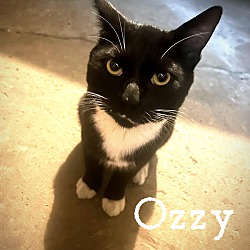 Photo of Ozzy