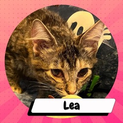Photo of Lachesis (Lea)