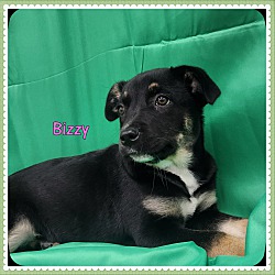 Thumbnail photo of Bizzy #3
