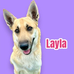 Photo of Layla - Medical Hold