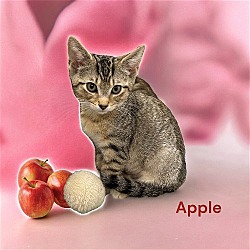 Photo of Apple