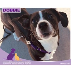 Thumbnail photo of Dobbie #1