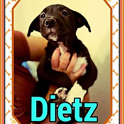 Thumbnail photo of Dietz #2