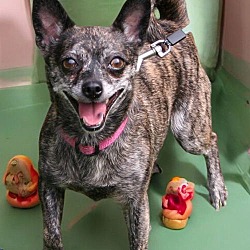 Thumbnail photo of MIA   HAPPY CHIHUAHUA #1