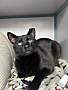 COCOA (IN FOSTER) - Domestic Shorthair available for adoption