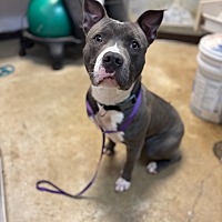 adopt a pet