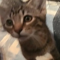 adopt-pet