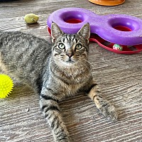adopt a pet