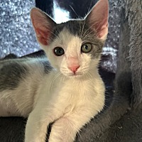 adopt-pet