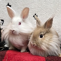 bonded pet photo
