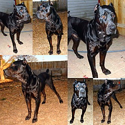 Thumbnail photo of Orpheus ***Canis Panther*** #4